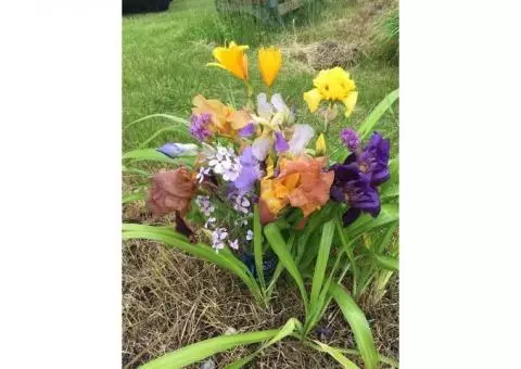 Daylily plants, Iris plants, and cut Flower